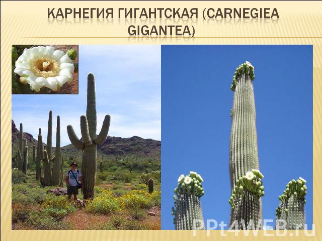Карнегия гигантская (Carnegiea gigantea)