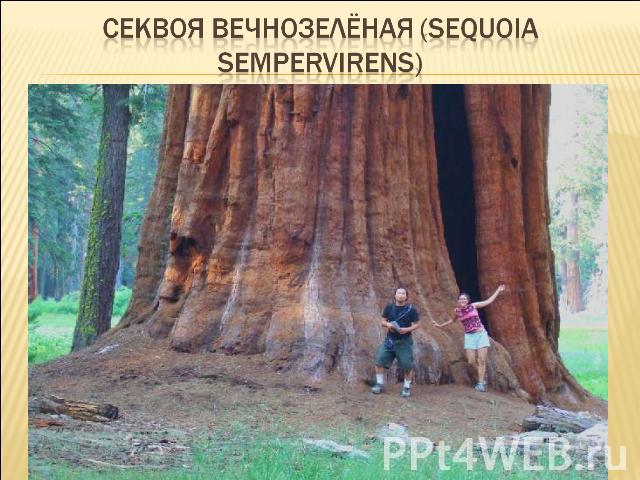 Секвоя вечнозелёная (Sequoia sempervirens)