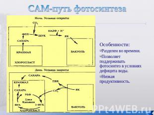 САМ-путь фотосинтеза Особенности: Разделен во времени. Позволяет поддерживать фо