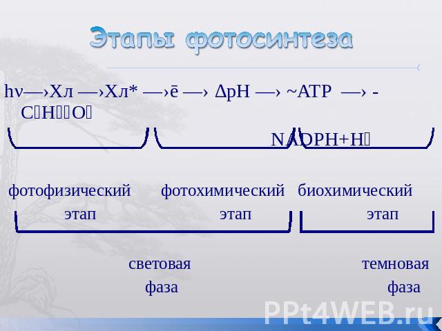 Этапы фотосинтеза hν―›Хл ―›Хл* ―›ē ―› ∆pH ―› ~ATP ―› - C₆H₁₂O₆ NADPH+H⁺ фотофизический фотохимический биохимический этап этап этап световая темновая фаза фаза