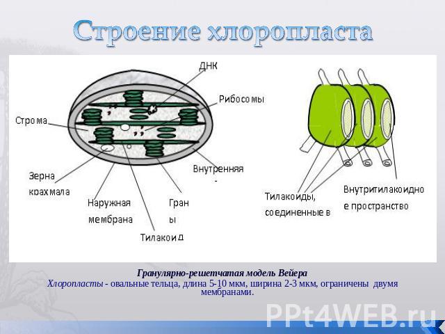 Строение хлоропласта Гранулярно-решетчатая модель ВейераХлоропласты - овальные тельца, длина 5-10 мкм, ширина 2-3 мкм, ограничены  двумя мембранами.