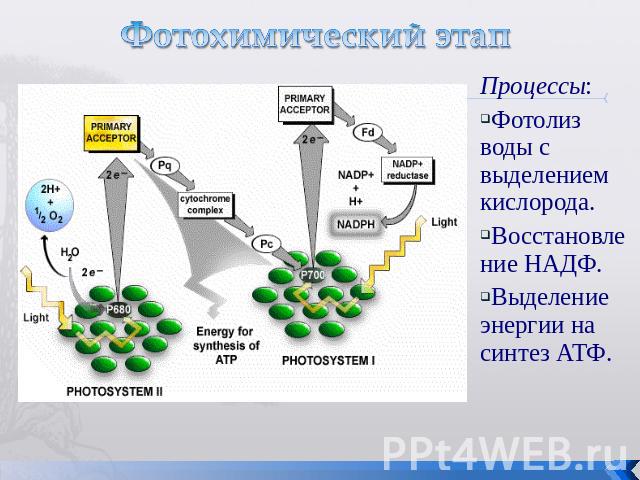 Фотохимический этап Процессы:Фотолиз воды с выделением кислорода. Восстановление НАДФ. Выделение энергии на синтез АТФ.