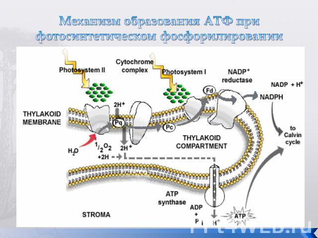 Механизм образования АТФ при фотосинтетическом фосфорилировании