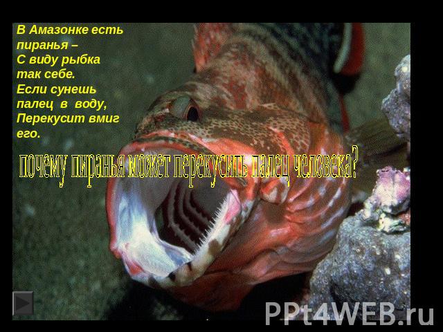В Амазонке есть пиранья – С виду рыбка так себе.Если сунешь палец в воду, Перекусит вмиг его. почему пиранья может перекусить палец человека?