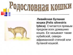 Родословная кошки Ливийская буланая кошка (Felis silvestris lybica). Считается п