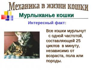 Механика в жизни кошки Мурлыканье кошки Интересный факт: Все кошки мурлычут с од