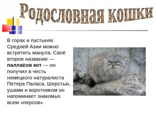 Родословная кошки В горах и пустынях Средней Азии можно встретить манула. Своё в