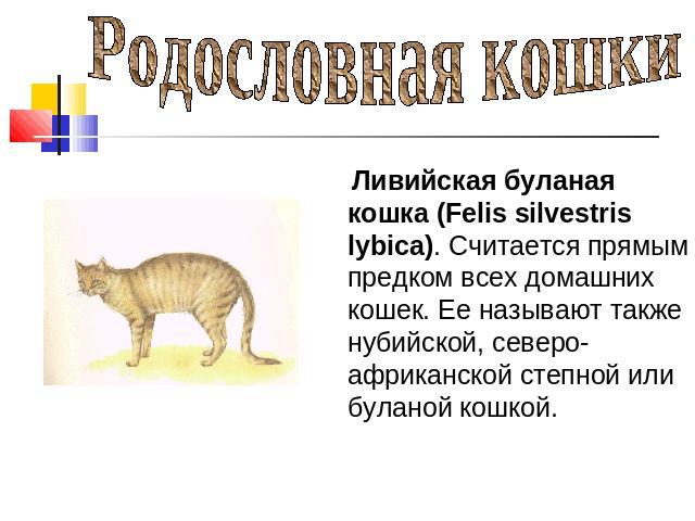 Родословная кошки Ливийская буланая кошка (Felis silvestris lybica). Считается прямым предком всех домашних кошек. Ее называют также нубийской, северо-африканской степной или буланой кошкой.