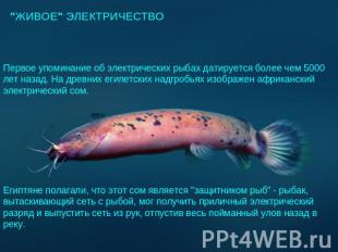 "ЖИВОЕ" ЭЛЕКТРИЧЕСТВО Первое упоминание об электрических рыбах датируется более
