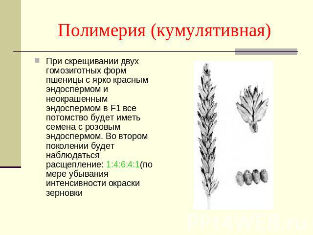 Полимерия (кумулятивная) При скрещивании двух гомозиготных форм пшеницы с ярко красным эндоспермом и неокрашенным эндоспермом в F1 все потомство будет иметь семена с розовым эндоспермом. Во втором поколении будет наблюдаться расщепление: 1:4:6:4:1(п…