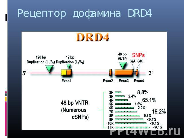 Рецептор дофамина DRD4