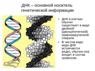 ДНК – основной носитель генетической информации ДНК в клетках обычно существует