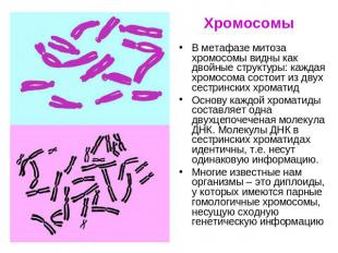 Хромосомы В метафазе митоза хромосомы видны как двойные структуры: каждая хромос