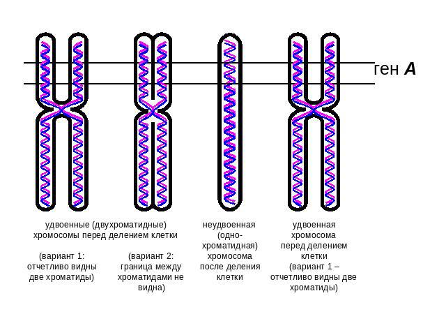 удвоенные (двухроматидные) хромосомы перед делением клетки (вариант 1:отчетливо видны две хроматиды)(вариант 2:граница между хроматидами не видна) неудвоенная (одно-хроматидная) хромосомапосле деления клеткиудвоенная хромосомаперед делением клетки(в…
