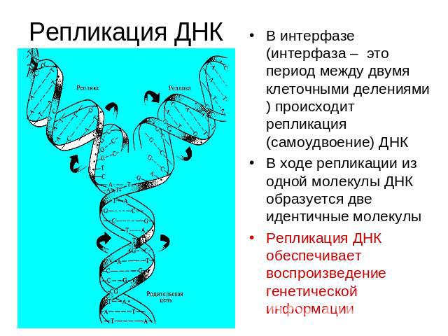 Репликация ДНК В интерфазе (интерфаза – это период между двумя клеточными делениями) происходит репликация (самоудвоение) ДНКВ ходе репликации из одной молекулы ДНК образуется две идентичные молекулыРепликация ДНК обеспечивает воспроизведение генети…