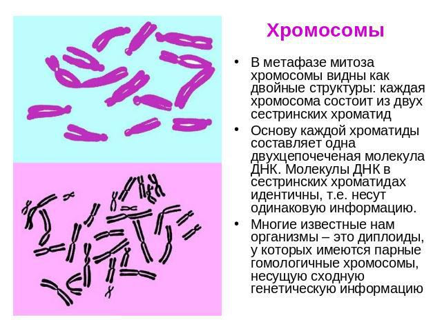 Хромосомы В метафазе митоза хромосомы видны как двойные структуры: каждая хромосома состоит из двух сестринских хроматидОснову каждой хроматиды составляет одна двухцепочеченая молекула ДНК. Молекулы ДНК в сестринских хроматидах идентичны, т.е. несут…