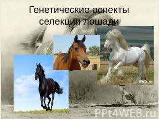 Генетические аспекты селекции лошади
