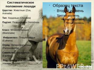 Систематическое положение лошади Царство: Животные (Zoa, Animalia)Тип: Хордовые