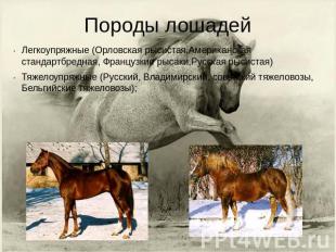 Породы лошадей Легкоупряжные (Орловская рысистая,Американская стандартбредная, Ф
