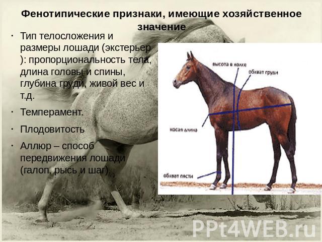Фенотипические признаки, имеющие хозяйственное значение Тип телосложения и размеры лошади (экстерьер): пропорциональность тела, длина головы и спины, глубина груди, живой вес и т.д.Темперамент.Плодовитость Аллюр – способ передвижения лошади (галоп, …