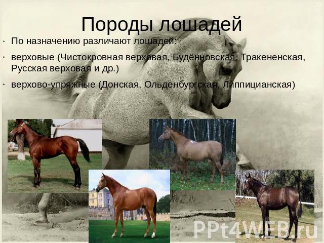 Мир лошадей проект - 97 фото