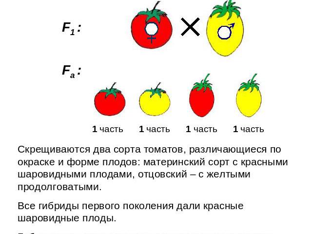 Скрещиваются два сорта томатов, различающиеся по окраске и форме плодов: материнский сорт с красными шаровидными плодами, отцовский – с желтыми продолговатыми.Все гибриды первого поколения дали красные шаровидные плоды. Гибридов первого поколения ск…