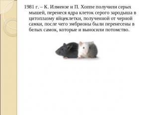 1981 г. – К. Илмензе и П. Хоппе получили серых мышей, перенеся ядра клеток серог