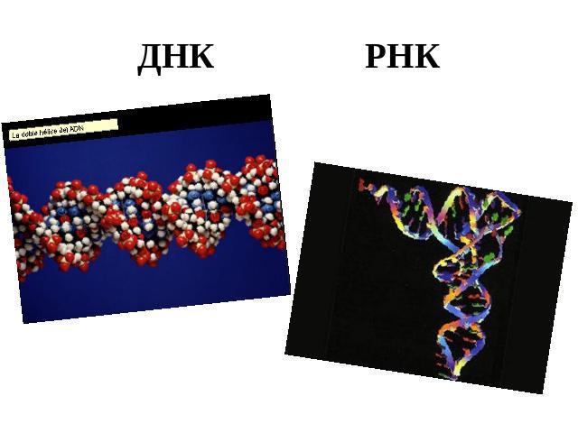 ДНК РНК