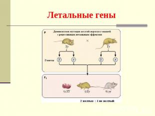 Летальные гены