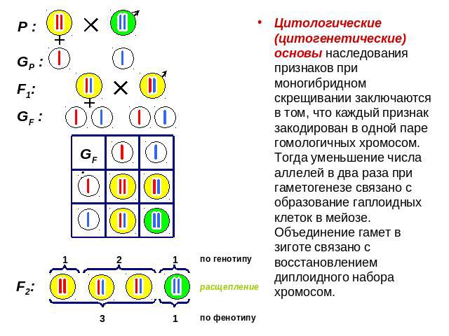 Цитологические (цитогенетические) основы наследования признаков при моногибридном скрещивании заключаются в том, что каждый признак закодирован в одной паре гомологичных хромосом. Тогда уменьшение числа аллелей в два раза при гаметогенезе связано с …