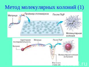Метод молекулярных колоний (1)