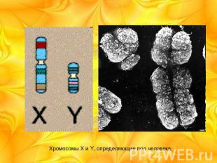 Хромосомы X и Y, определяющие пол человека.