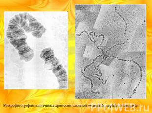 Микрофотография политенных хромосом слюнной железы Drosophila melanogaster