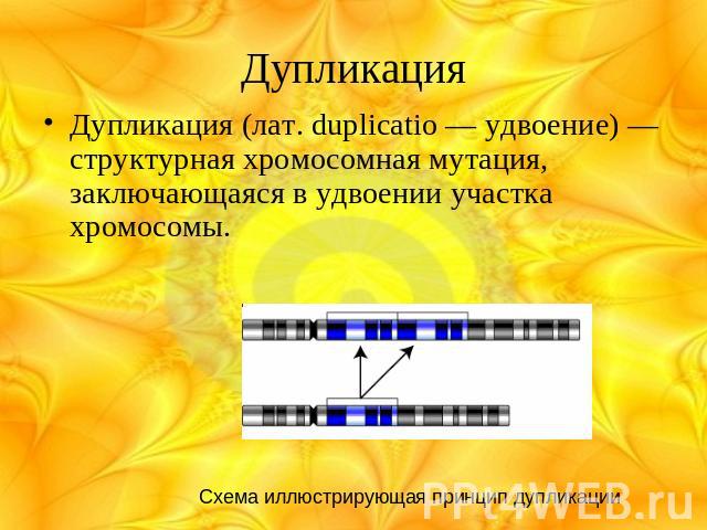 Дупликация Дупликация (лат. duplicatio — удвоение) — структурная хромосомная мутация, заключающаяся в удвоении участка хромосомы. Схема иллюстрирующая принцип дупликации