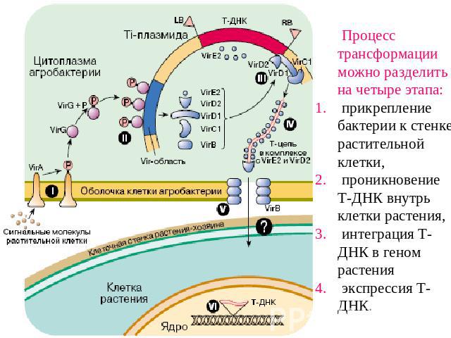 Процесс трансформации можно разделить на четыре этапа: прикрепление бактерии к стенке растительной клетки, проникновение Т-ДНК внутрь клетки растения, интеграция Т-ДНК в геном растения экспрессия Т-ДНК.