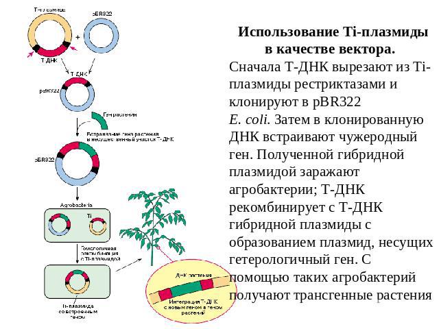Использование Ti-плазмиды в качестве вектора. Сначала Т-ДНК вырезают из Ti-плазмиды рестриктазами и клонируют в pBR322E. coli. Затем в клонированную ДНК встраивают чужеродный ген. Полученной гибридной плазмидой заражают агробактерии; Т-ДНК рекомбини…