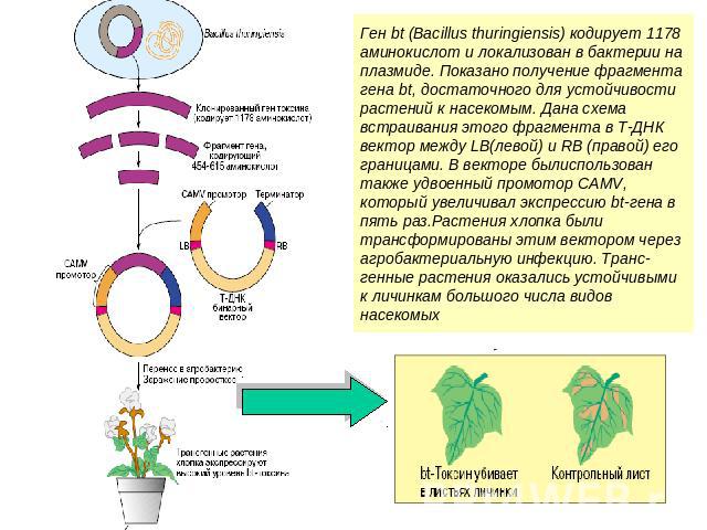 Ген bt (Bacillus thuringiensis) кодирует 1178 аминокислот и локализован в бактерии на плазмиде. Показано получение фрагмента гена bt, достаточного для устойчивости растений к насекомым. Дана схема встраивания этого фрагмента в Т-ДНК вектор между LB(…