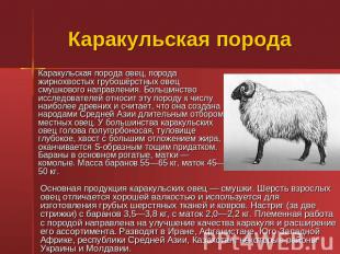 Каракульская порода Каракульская порода овец, порода жирнохвостых грубошёрстных