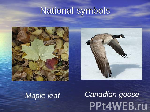 National symbols Maple leaf Canadian goose
