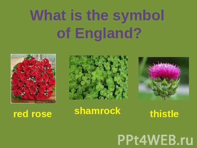 What is the symbol of England? red rose shamrock thistle