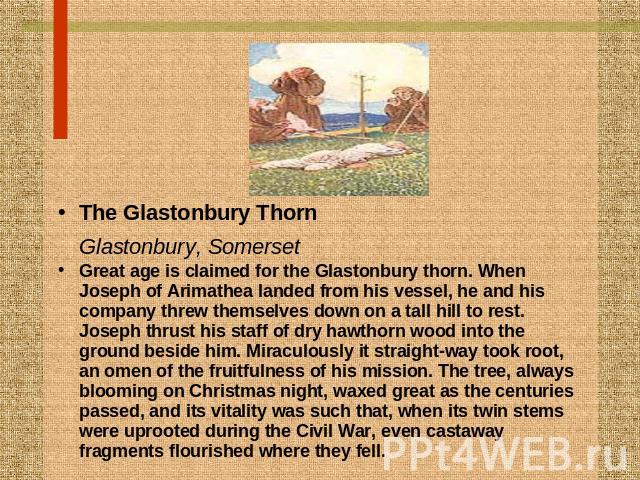 The Glastonbury ThornGlastonbury, Somerset Great age is claimed for the Glastonbury thorn. When Joseph of Arimathea landed from his vessel, he and his company threw themselves down on a tall hill to rest. Joseph thrust his staff of dry hawthorn wood…