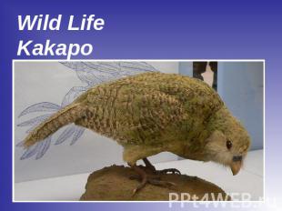 Wild LifeKakapo