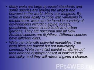 Many weta are large by insect standards and some species are among the largest a