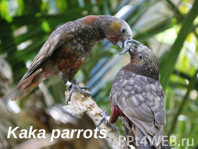 Kaka parrots