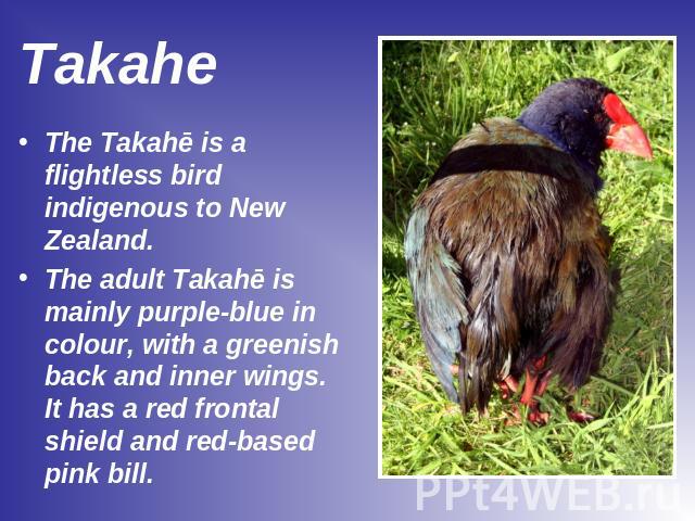 Takahe The Takahē is a flightless bird indigenous to New Zealand.The adult Takahē is mainly purple-blue in colour, with a greenish back and inner wings. It has a red frontal shield and red-based pink bill.