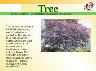 Tree Tree of Oklahoma - Canadian tsertsys (Cercis canadensis) The name is derive