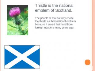 Thistle is the national emblem of Scotland.The people of that country chose the