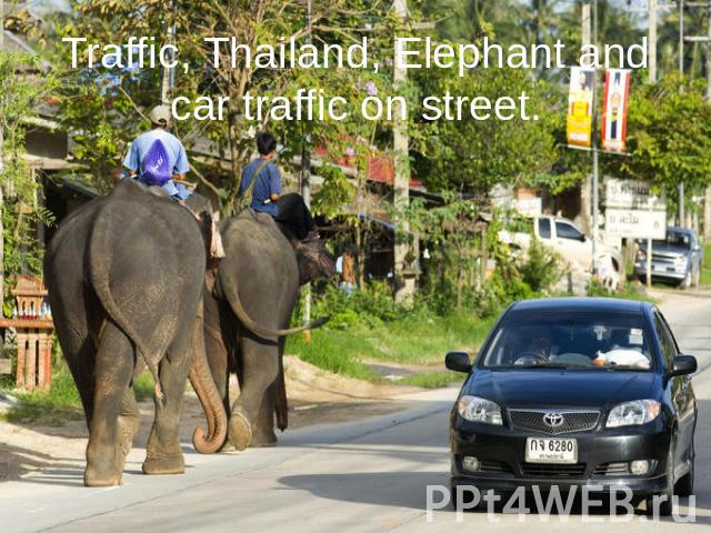 Traffic, Thailand, Elephant and car traffic on street.