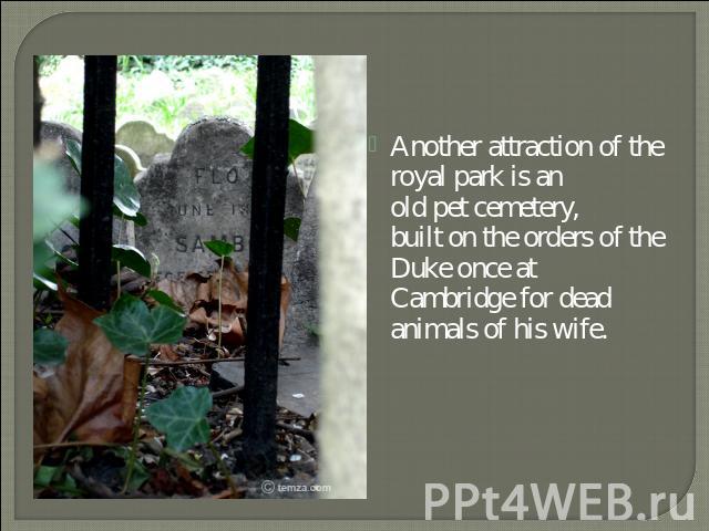 Another attraction of the royal park is an old pet cemetery, built on the orders of the Duke once at Cambridge for dead animals of his wife.