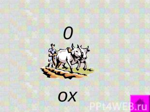 o ox